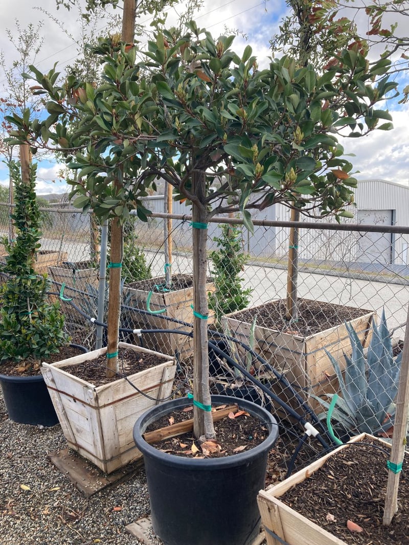 Photo for Rhaphiolepis 'Majestic Beauty' (Majestic Beauty Indian Hawthorn)