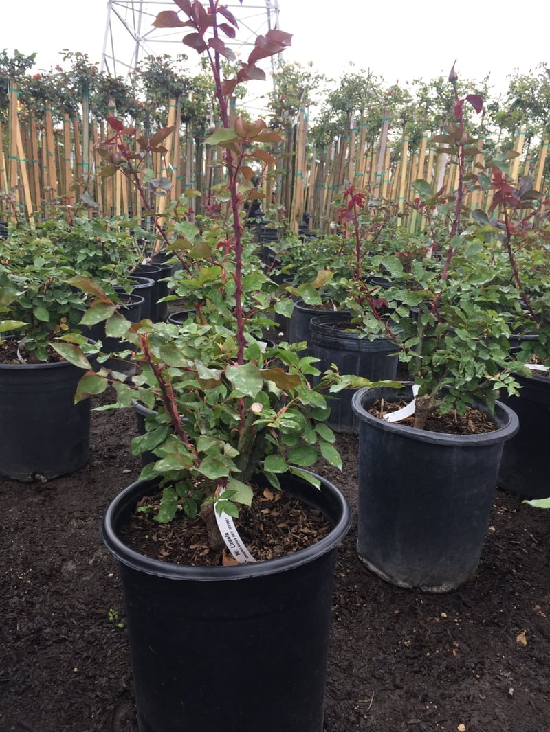 Photo for Rosa Mister Lincoln (Tree Form) (Mister Lincoln Rose)