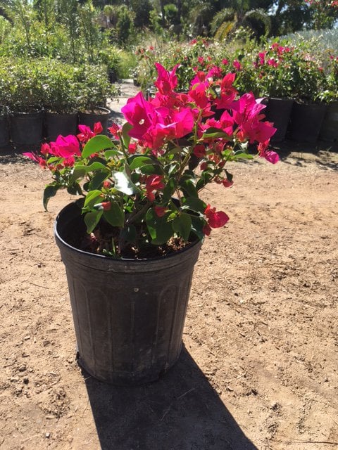 Photo for Bougainvillea 'La Jolla' (Shrub) (La Jolla Bougainvillea)