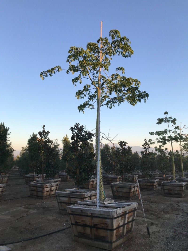 Photo for Chorisia speciosa (Floss Silk Tree)