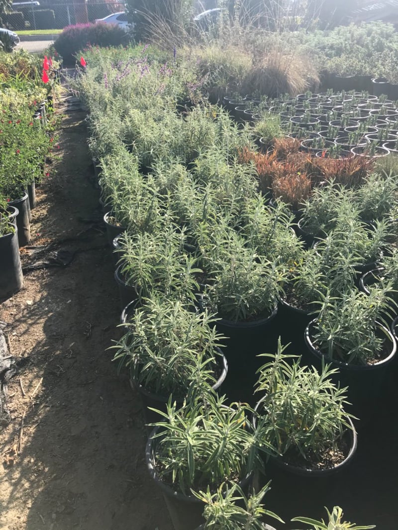 Photo for Salvia leucantha (Mexican Bush Sage, Velvet Sage)