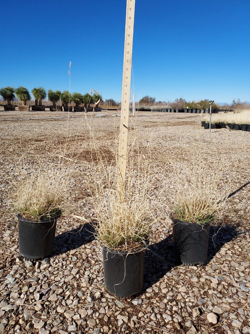 Photo for Bouteloua gracilis 'Blonde Ambition' (Blonde Ambition Blue Grama Grass)