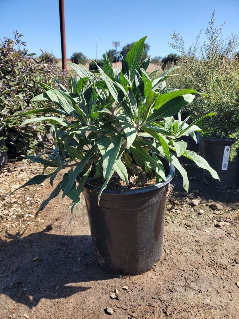 Photo for Echium candicans (E. fastuosum) (Pride of Madeira)