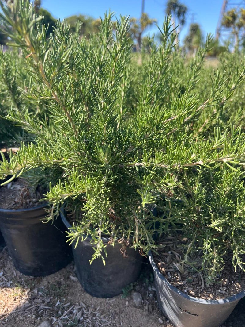 Photo for Rosmarinus officinalis 'Blue Boy' (Blue Boy Dwarf Rosemary)