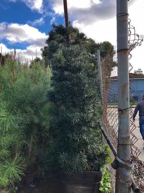 Photo for Podocarpus macrophyllus 'Maki' (Shrubby Yew Pine)