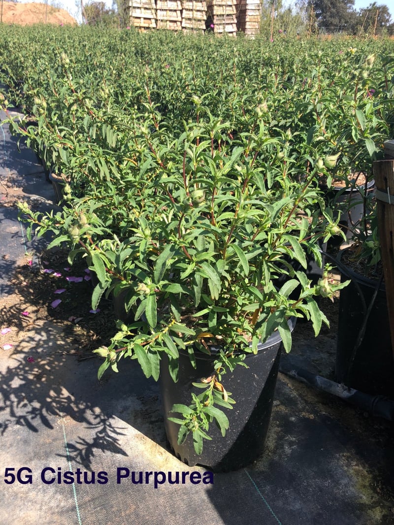Photo for Cistus x purpureus (Orchid Rockrose)