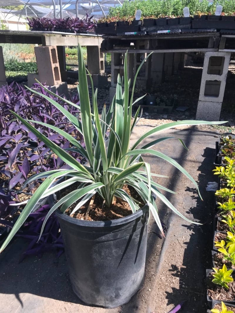 Photo for Dianella revoluta ‘Variegata’ (Variegated Dianella)