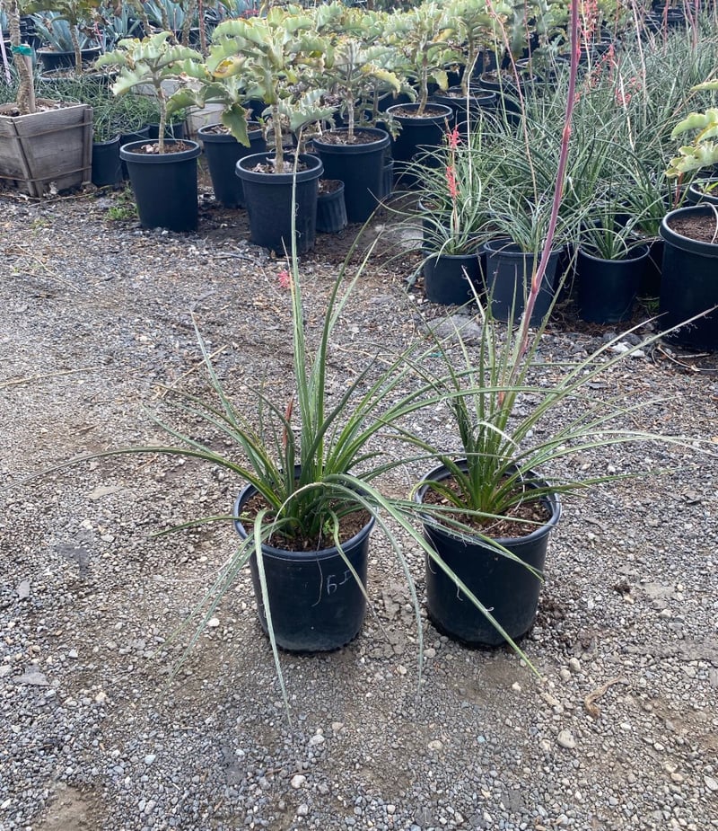Photo for Hesperaloe parviflora 'Perpa' (Brakelights Red Yucca)