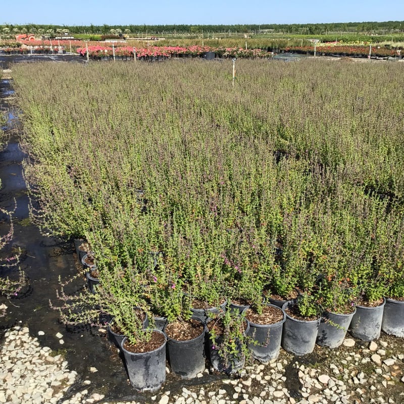 Photo for Teucrium chamaedrys (Wall Germander)