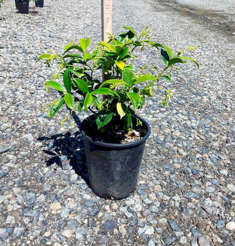 Photo for Trachelospermum jasminoides (Bush) (Star Jasmine (BUSH))