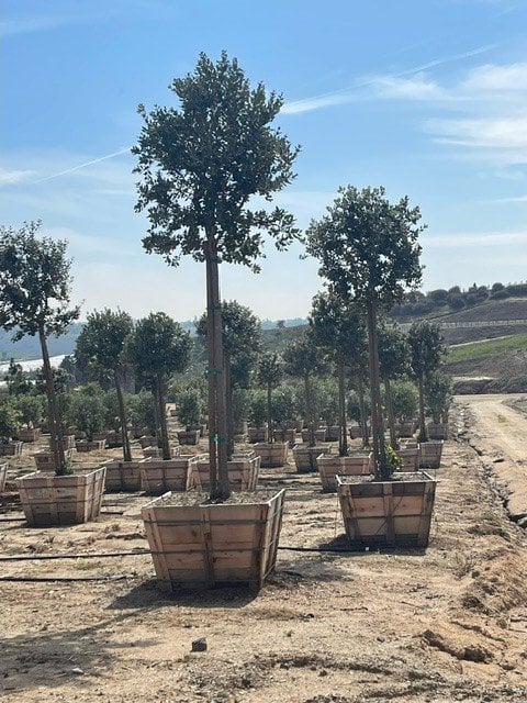 Photo for Metrosideros excelsa (Standard) (New Zealand Christmas Tree)