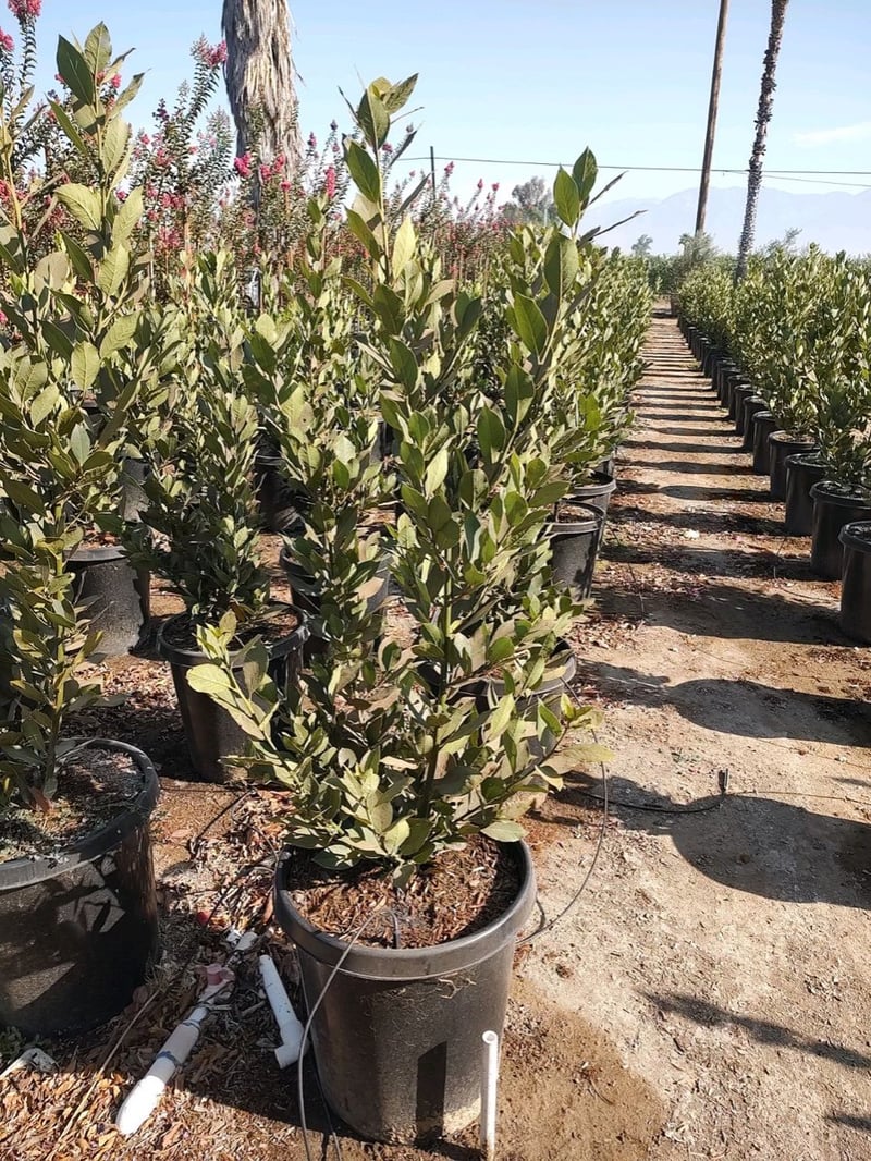 Photo for Laurus nobilis (Column) (Sweet Bay)