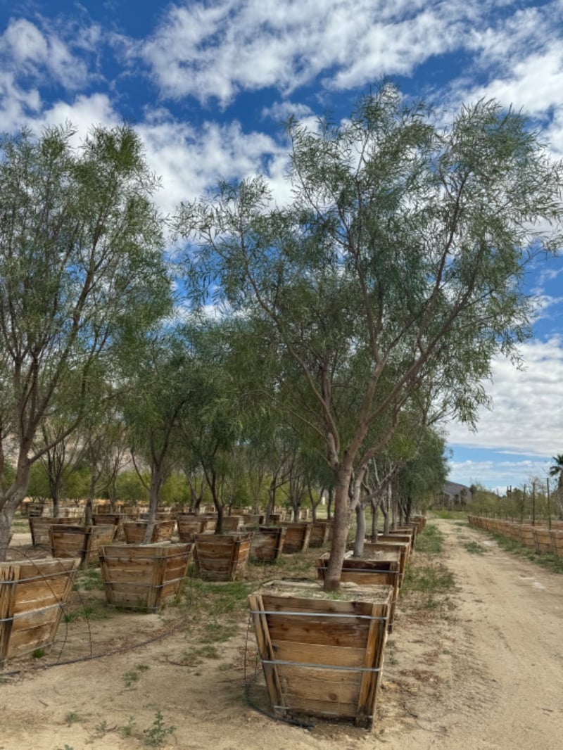 Photo for Acacia salicina (Willow Acacia)
