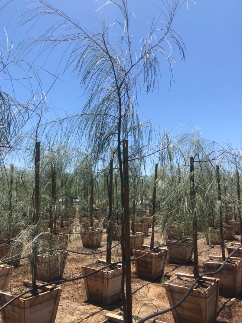 Photo for Acacia stenophylla (Standard) (Shoe-String Acacia)