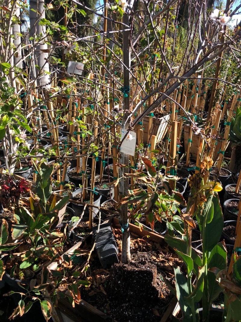 Photo for Prunus dulcis (Almond Tree)