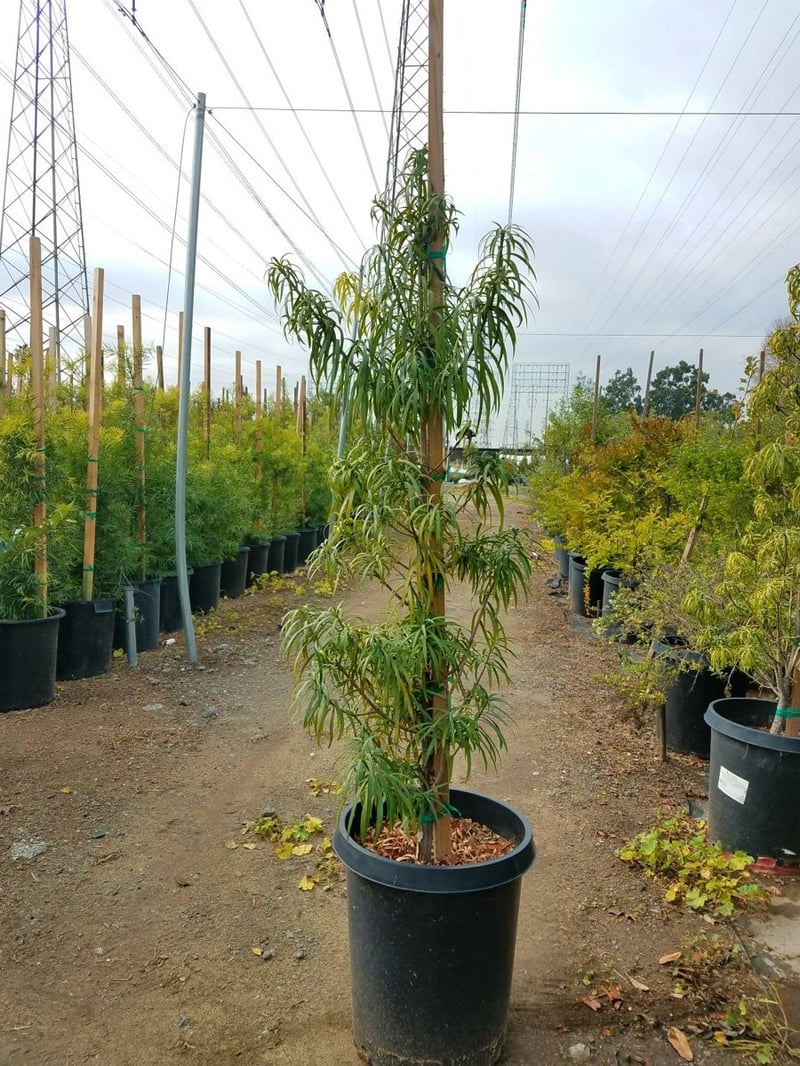 Photo for Podocarpus henkelii (Column) (Long Leafed Yellow-wood)