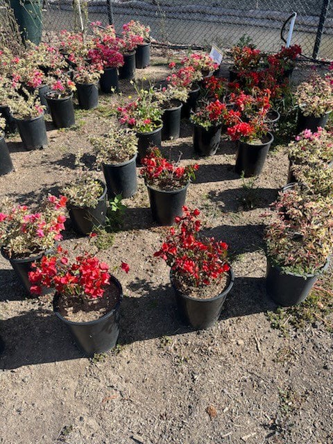 Photo for Bougainvillea 'Rosenka' (Rosenka Bougainvillea)
