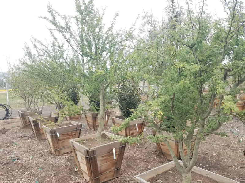 Photo for Cercidium praecox (Palo Brea)