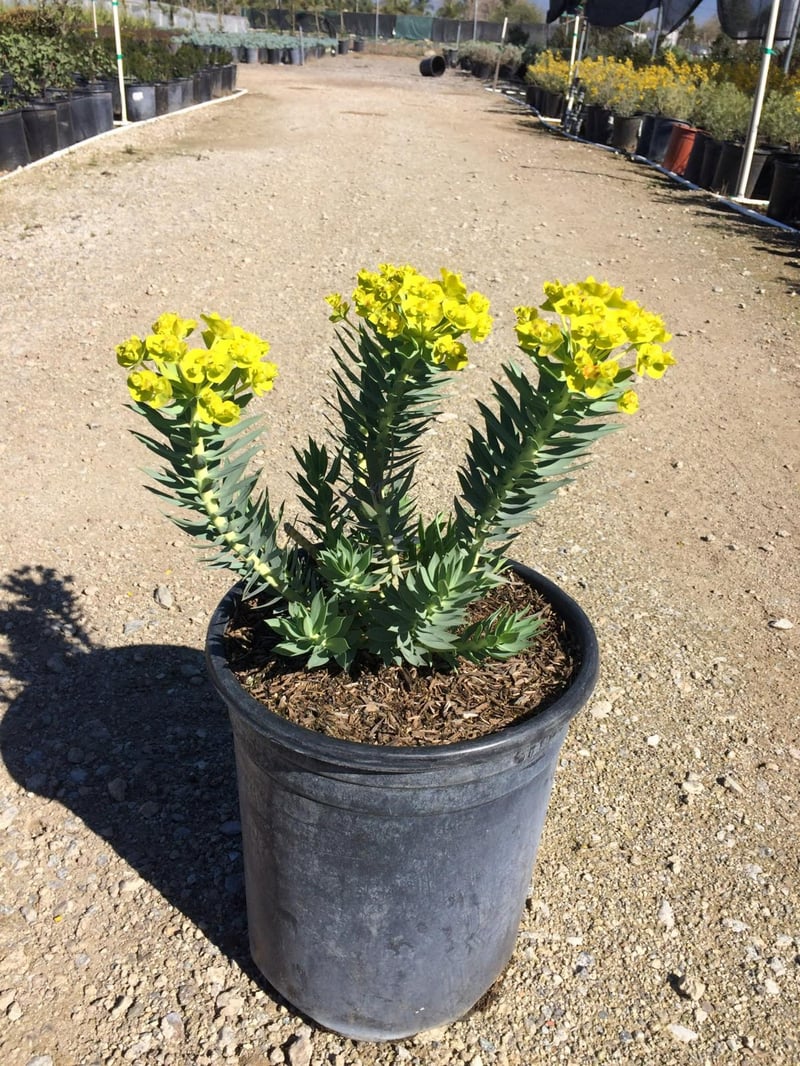 Photo for Euphorbia rigida (Silver Spurge)