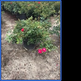 Photo for Rosa 'Red Ribbons' (Red Ribbons Groundcover Rose)