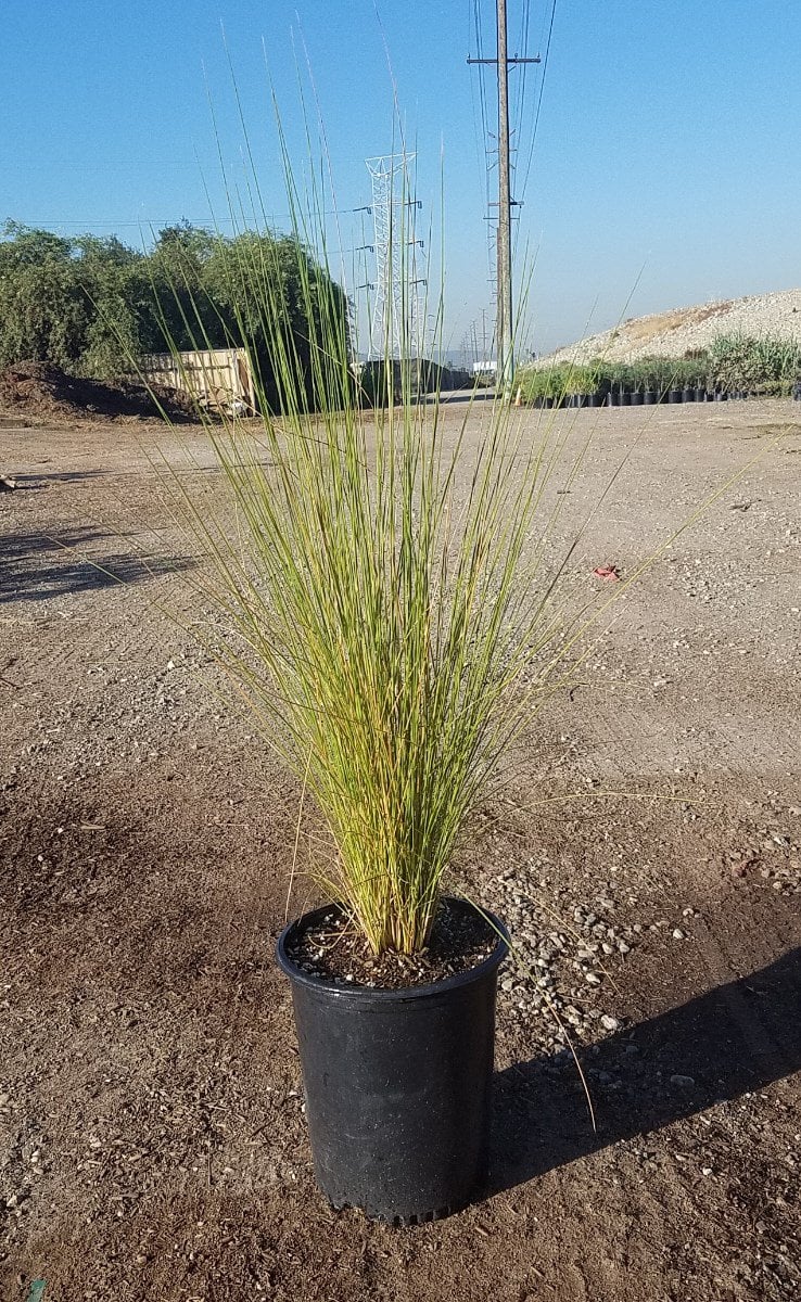Photo for Muhlenbergia capillaris 'White Cloud' (White Awn Muhly)