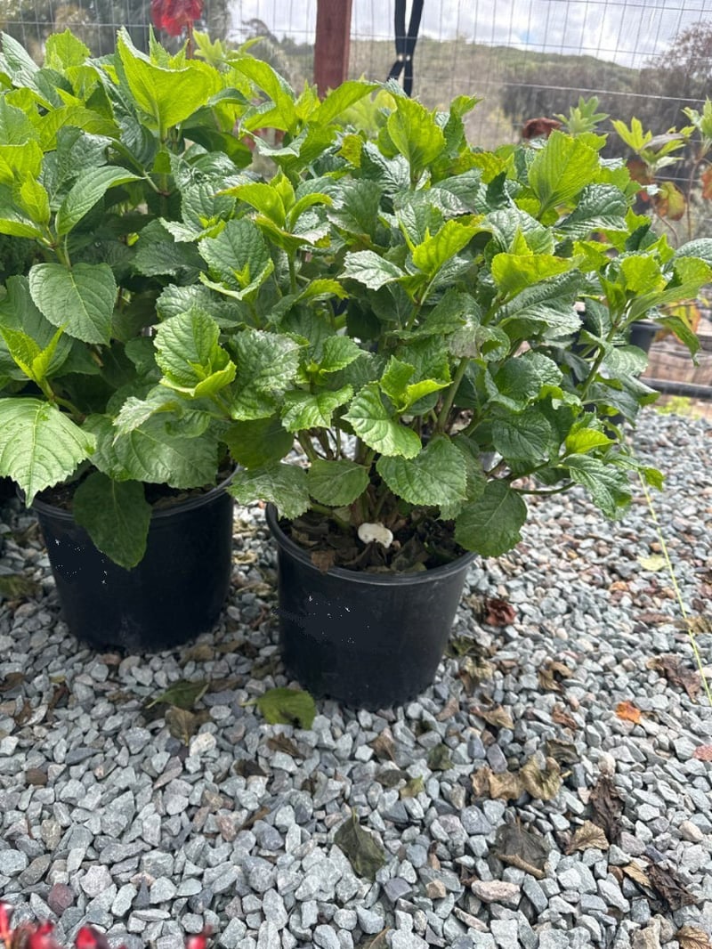 Photo for Hydrangea quercifolia (Oakleaf Hydrangea)