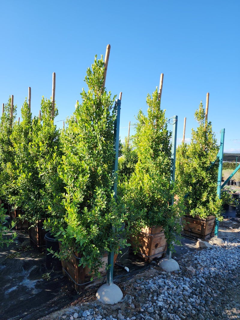Photo for Ficus microcarpa nitida (Indian Laurel)