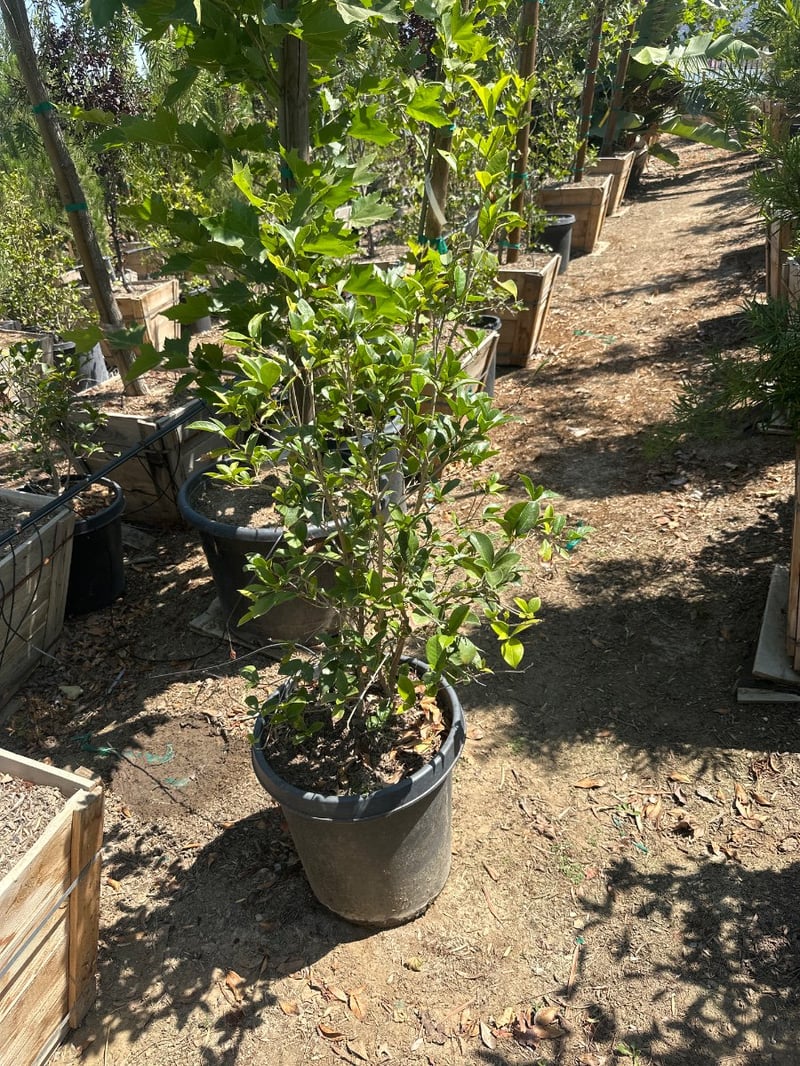 Photo for Osmanthus fragrans (Sweet Olive, Tea Olive, Fragrant Olive)