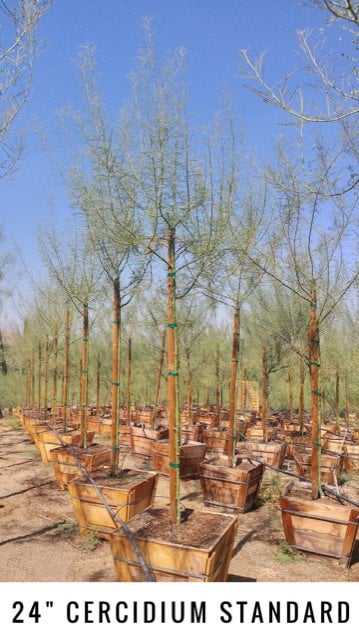 Photo for Cercidium floridum (Parkinsonia florida) (Blue Palo Verde)