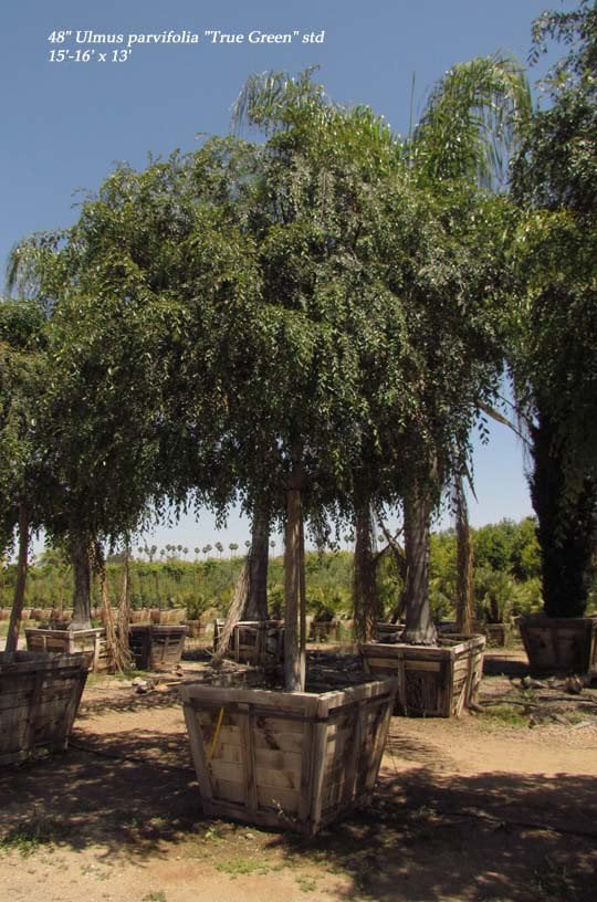Photo for Ulmus parvifolia 'True Green' (True Green Chinese Elm)