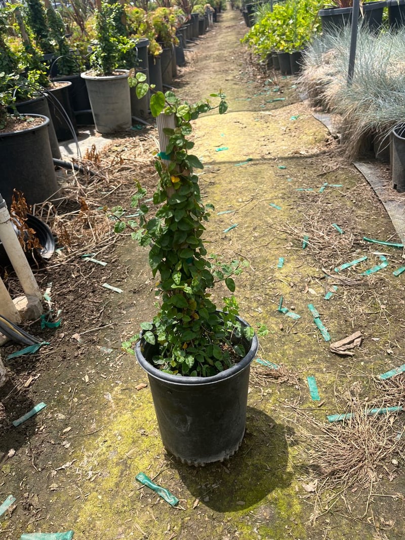 Photo for Ficus pumila (Staked) (Creeping Fig)