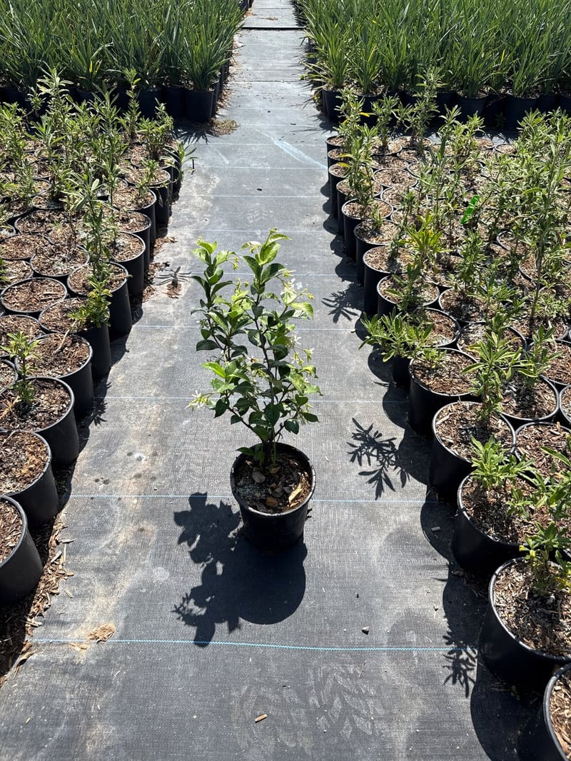 Photo for Trachelospermum jasminoides (Star Jasmine)