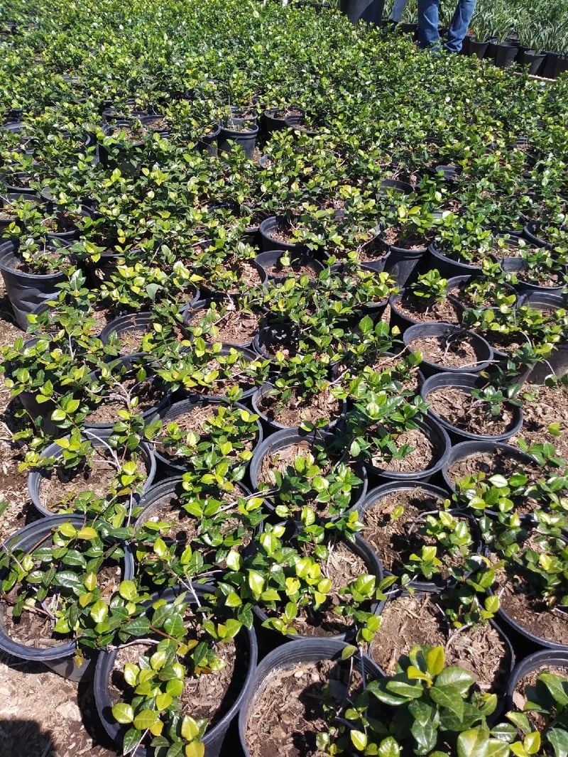 Photo for Trachelospermum asiaticum (Asian Jasmine)