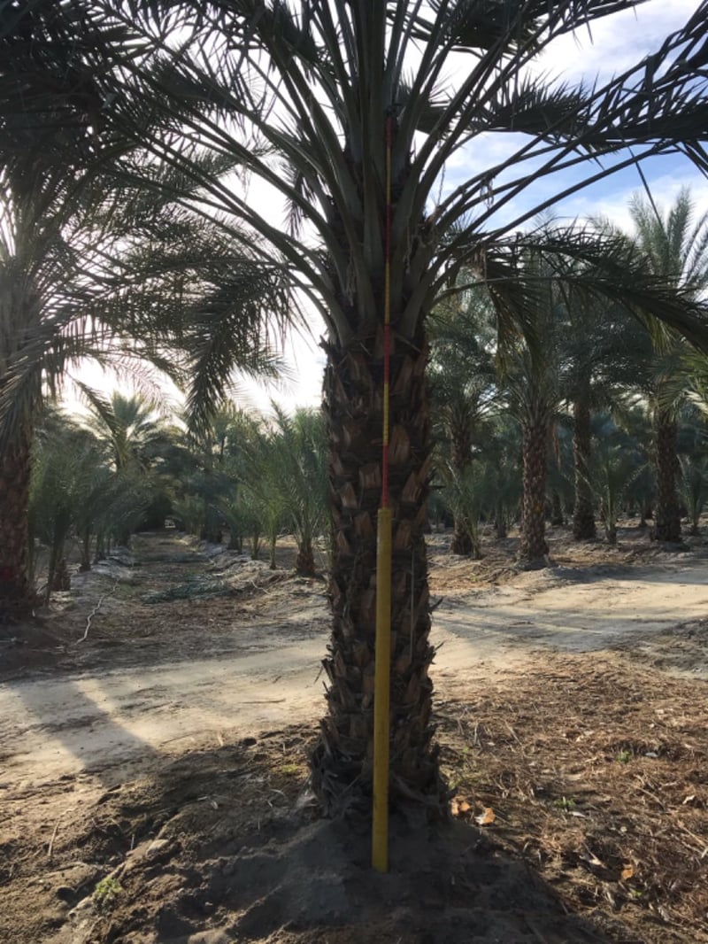 Photo for Phoenix dactylifera (Date Palm)