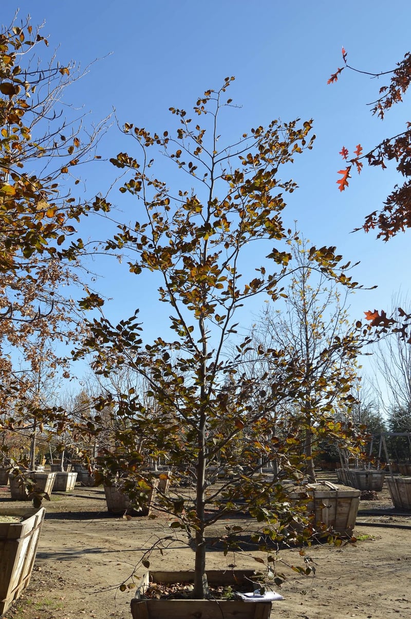 Photo for Fagus sylvatica 'Purpurea' (Copper Beech)