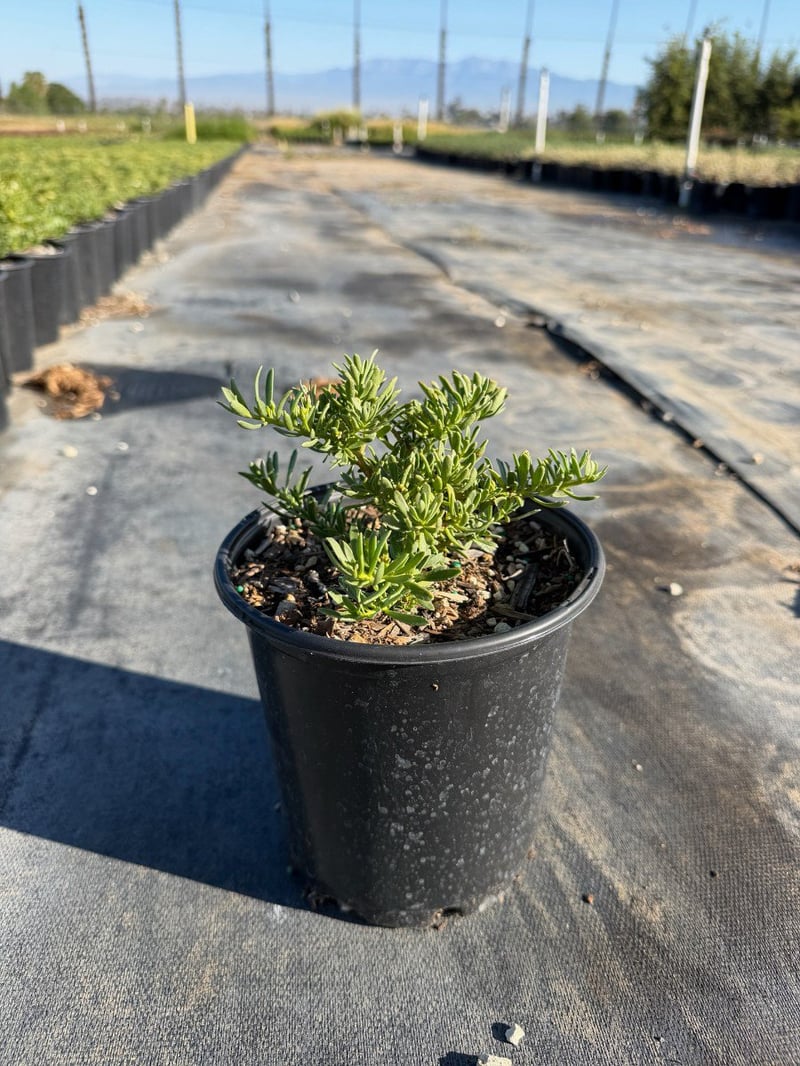 Photo for Myoporum parvifolium 'Putah Creek' (Creeping Myoporum)