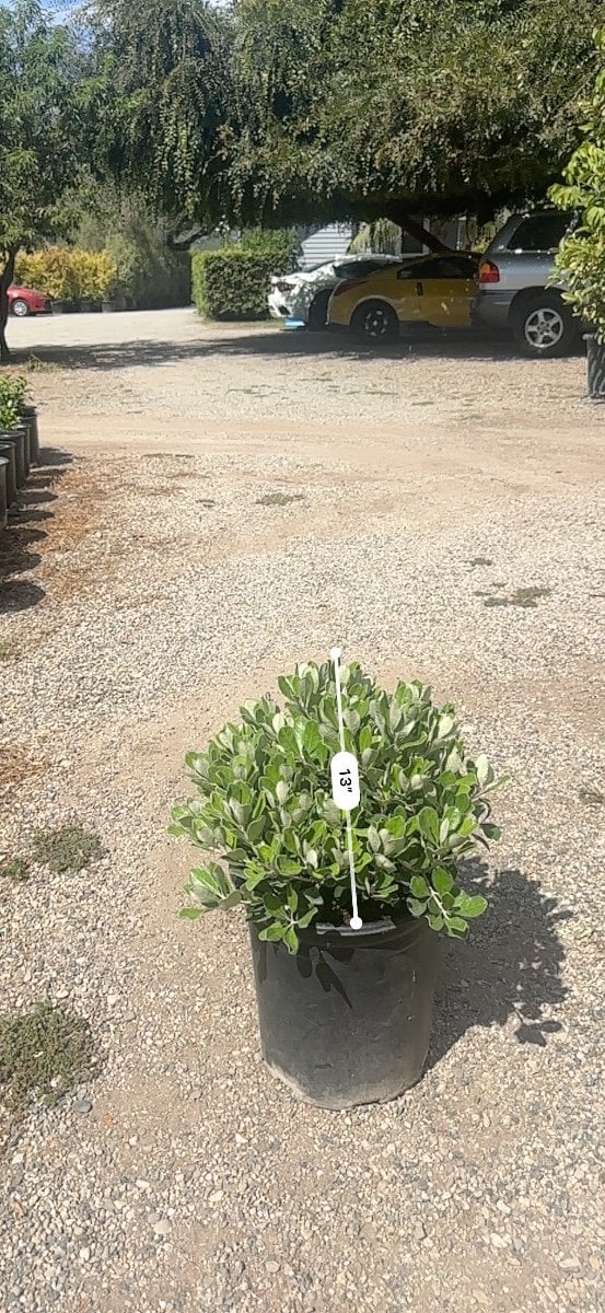 Photo for Pittosporum crassifolium 'Compactum' (Dwarf Karo)