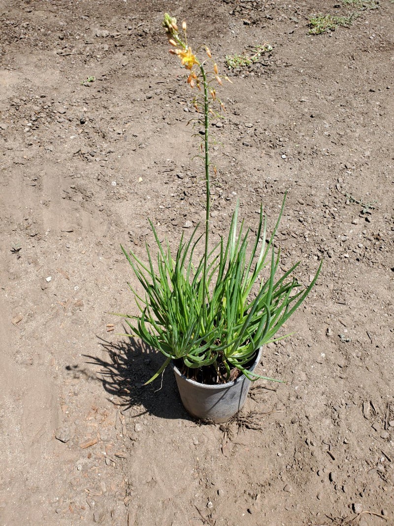 Photo for Bulbine frutescens 'Orange' (Stalked Bulbine)