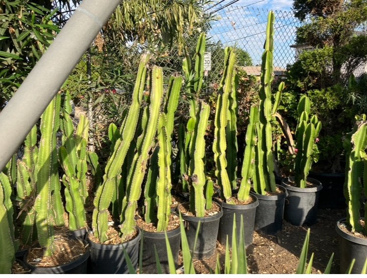 Photo for Euphorbia ingens (Candelabra Tree)