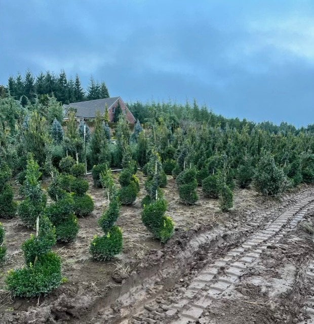 Photo for Buxus sempervirens (Spiral) (English Boxwood)
