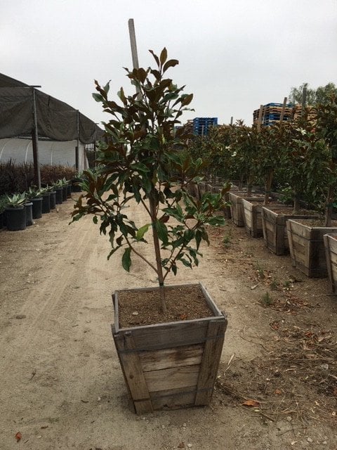 Photo for Magnolia grandiflora 'Little Gem' (Standard) (Little Gem Magnolia)
