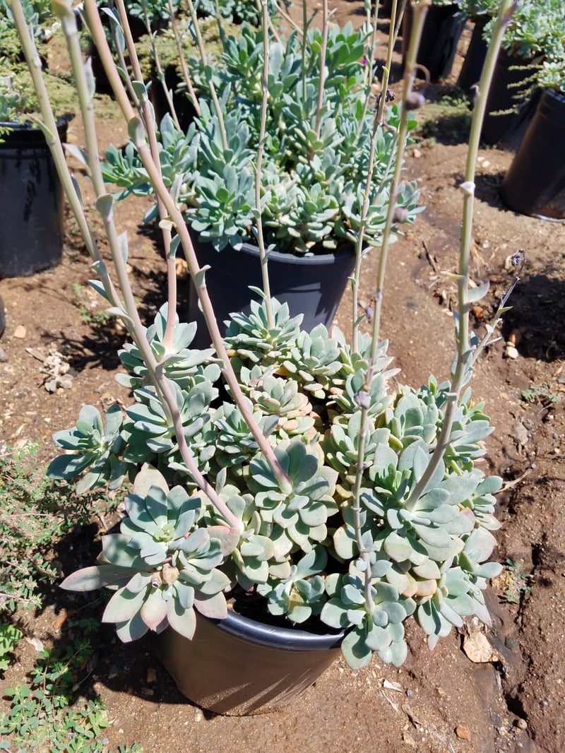 Photo for Calandrinia grandiflora (Rock Purslane)
