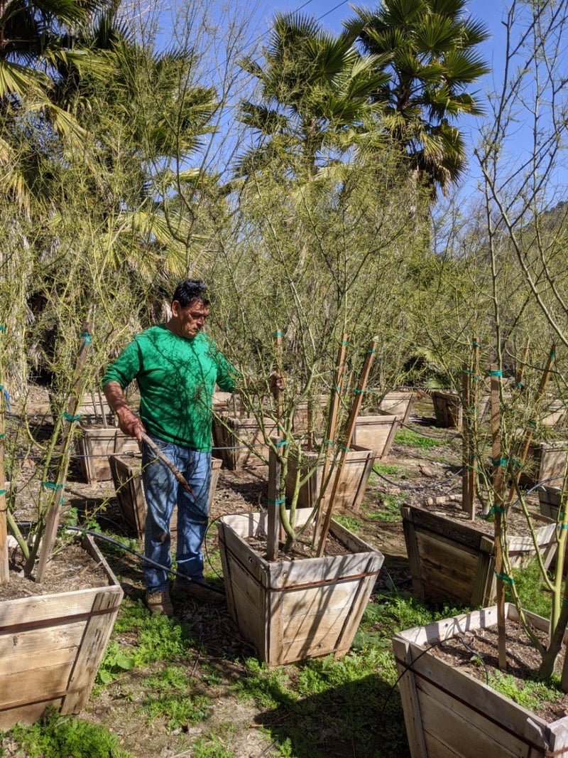 Photo for Cercidium x 'Desert Museum' (Desert Museum Palo Verde)