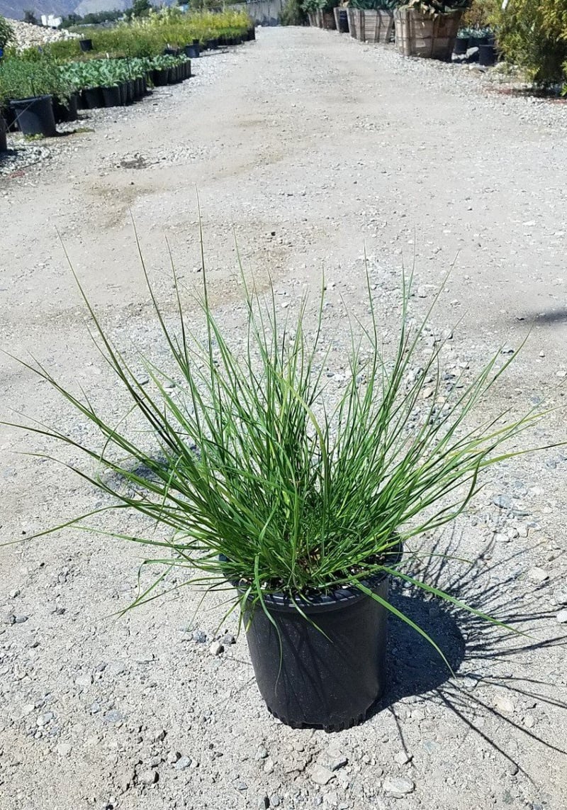 Photo for Pennisetum alopecuroides 'Hameln' (Dwarf Fountain Grass)
