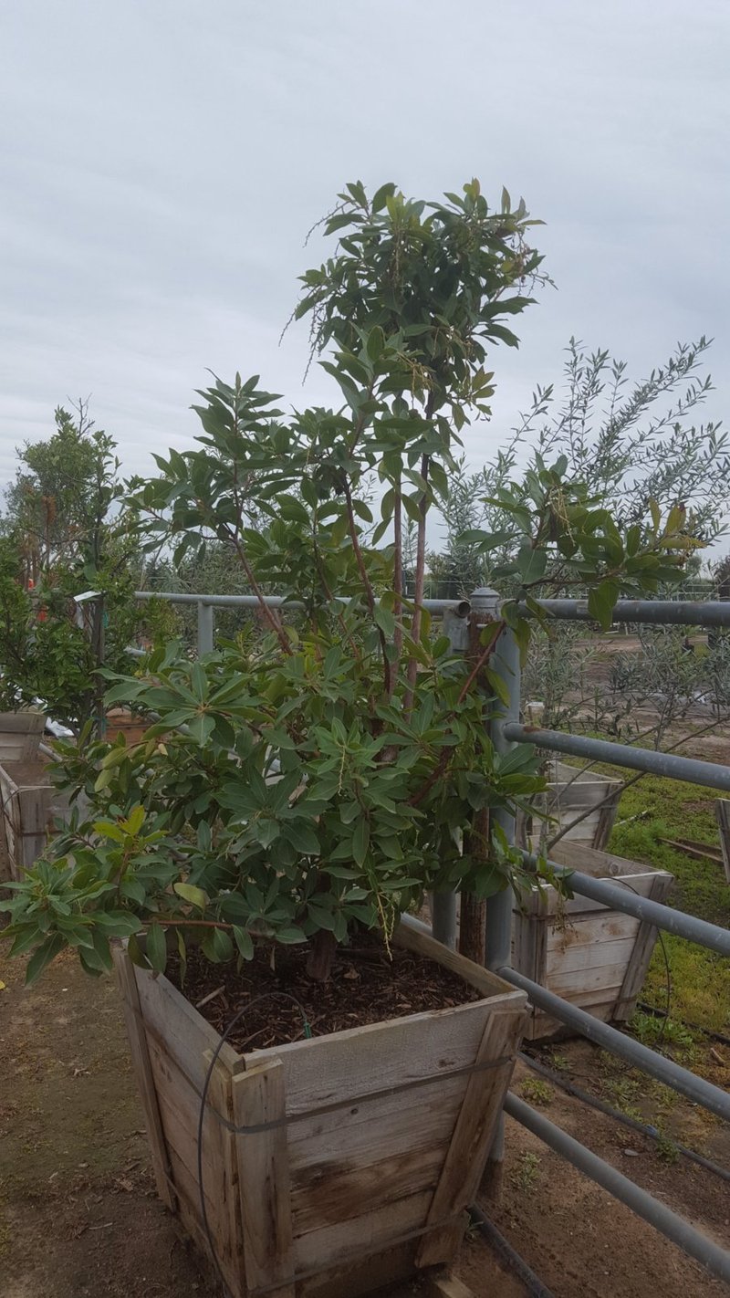 Photo for Arbutus 'Marina' (Multi) (Marina Strawberry Tree)