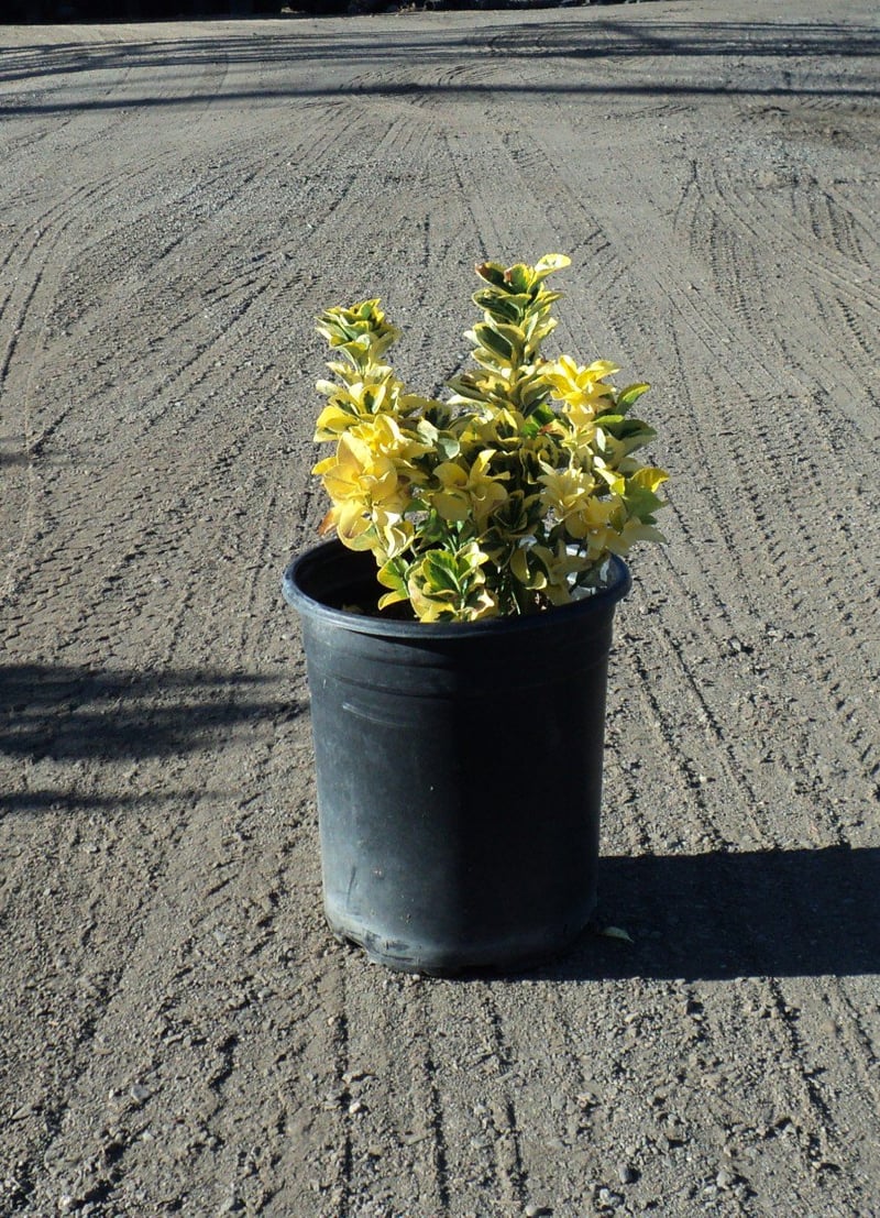 Photo for Euonymus japonicus 'Aureovariegatus' (Gold Spot Euonymus)