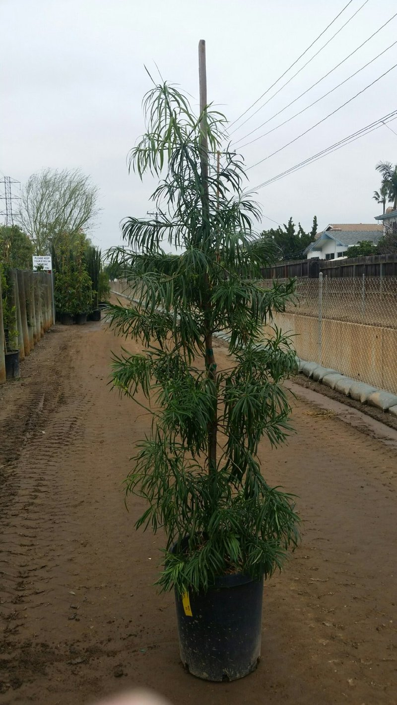 Photo for Podocarpus henkelii (Column) (Long Leafed Yellow-wood)