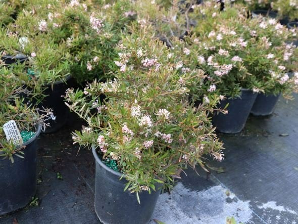Photo for Grevillea 'Pink Midget' (Pink Midget Grevillea)