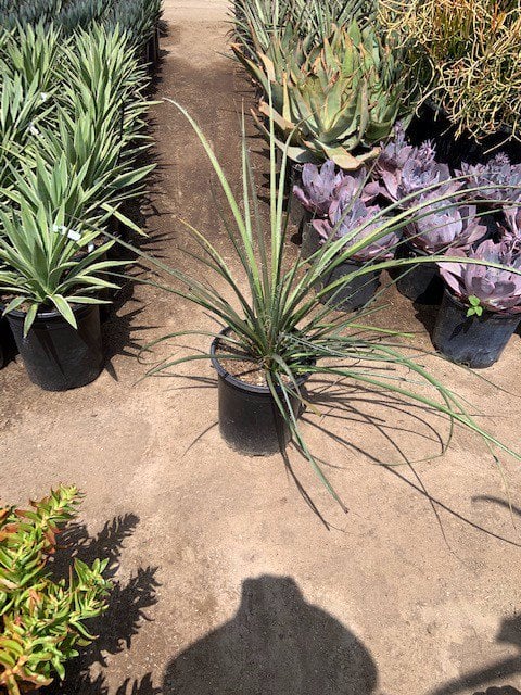Photo for Hesperaloe parviflora 'Perpa' (Brakelights Red Yucca)