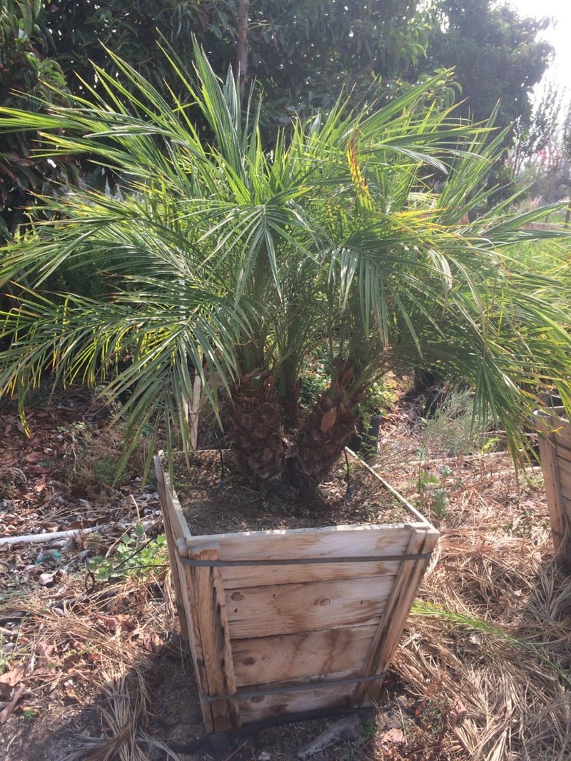 Photo for Phoenix roebelenii (Triple Trunk) ( Pygmy Date Palm)